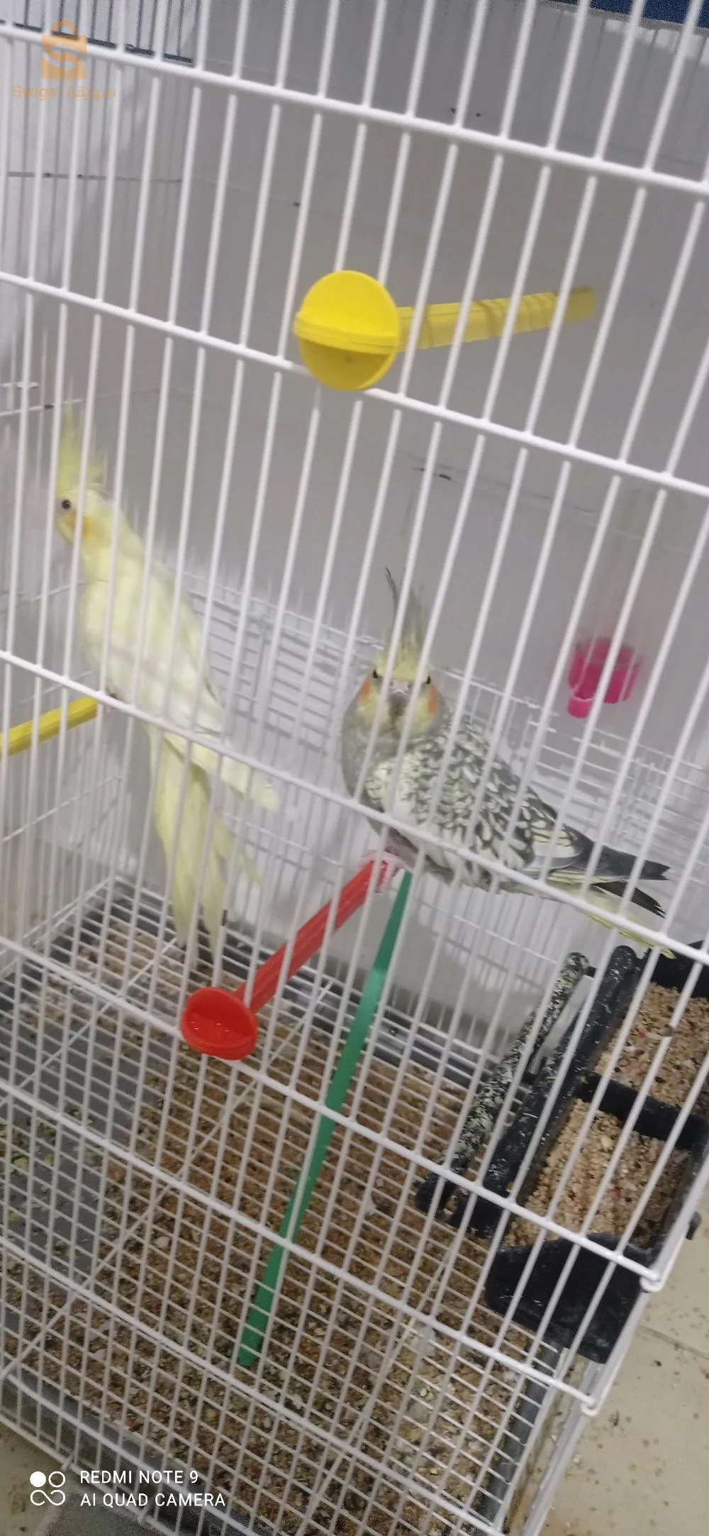 كوبل كلبسيت و زوج حبات ليجان