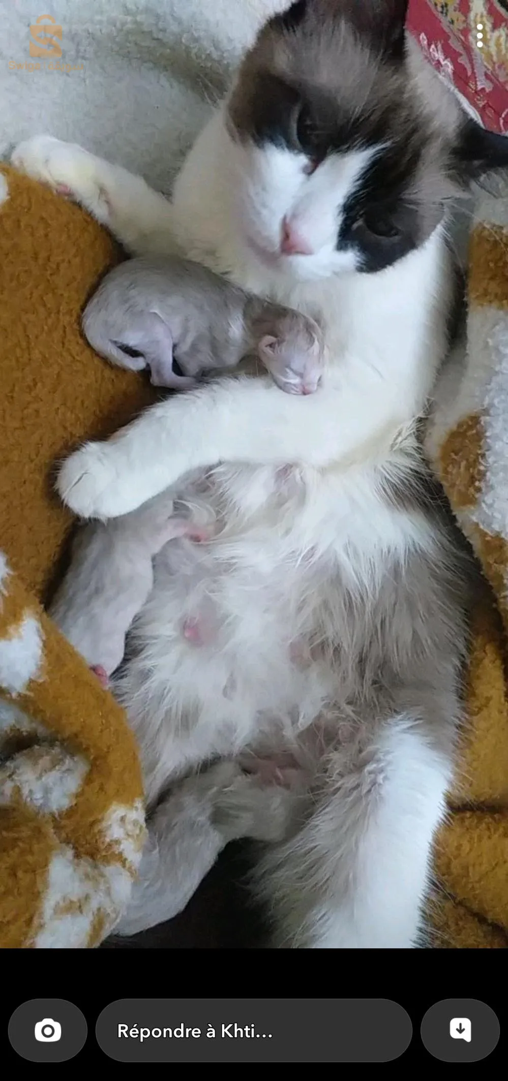 قطط السيامي