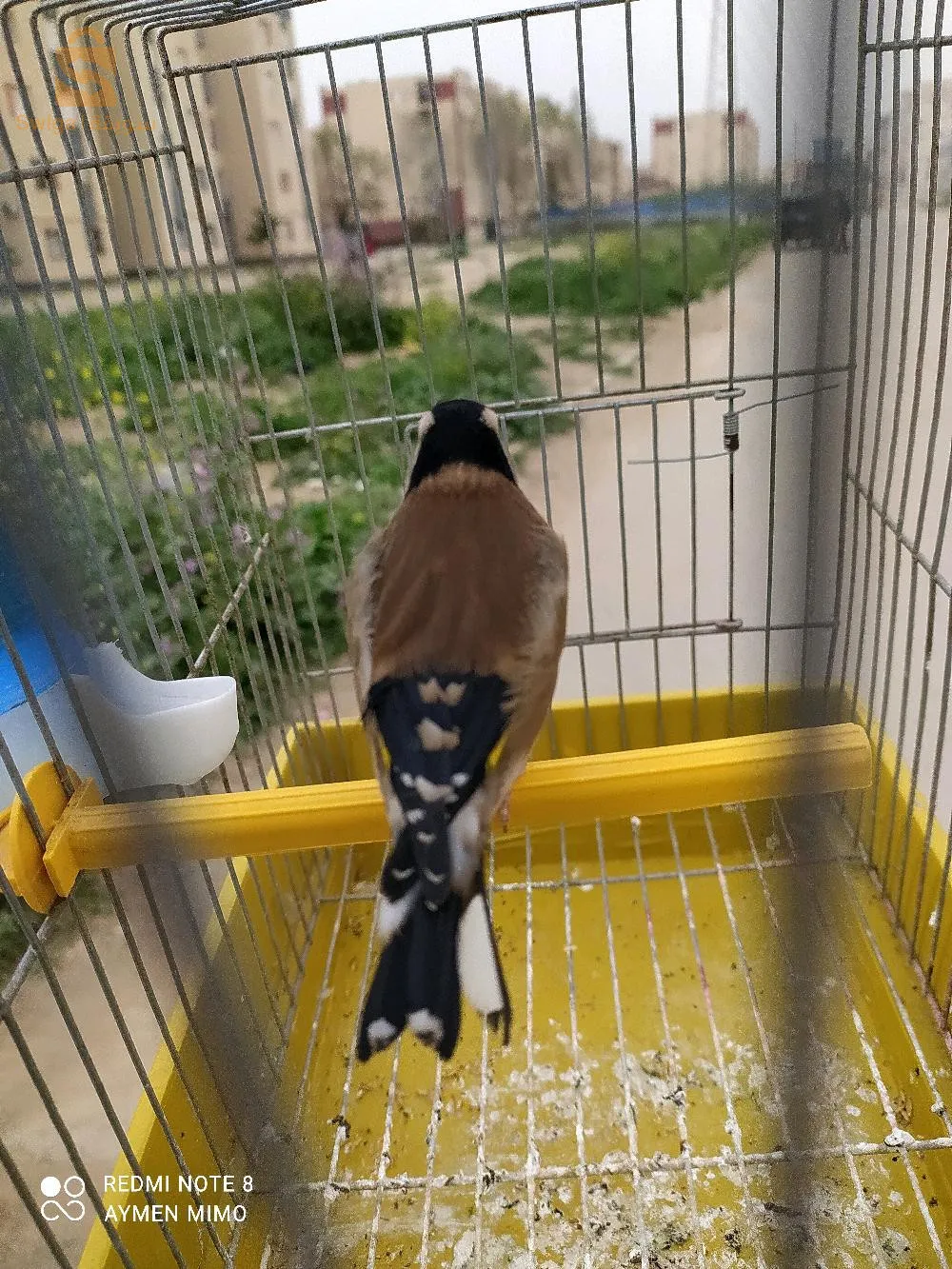 حسون