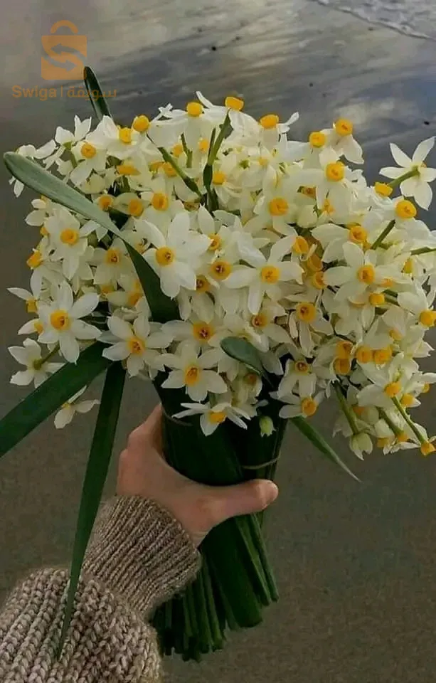 ورود طبيعية
