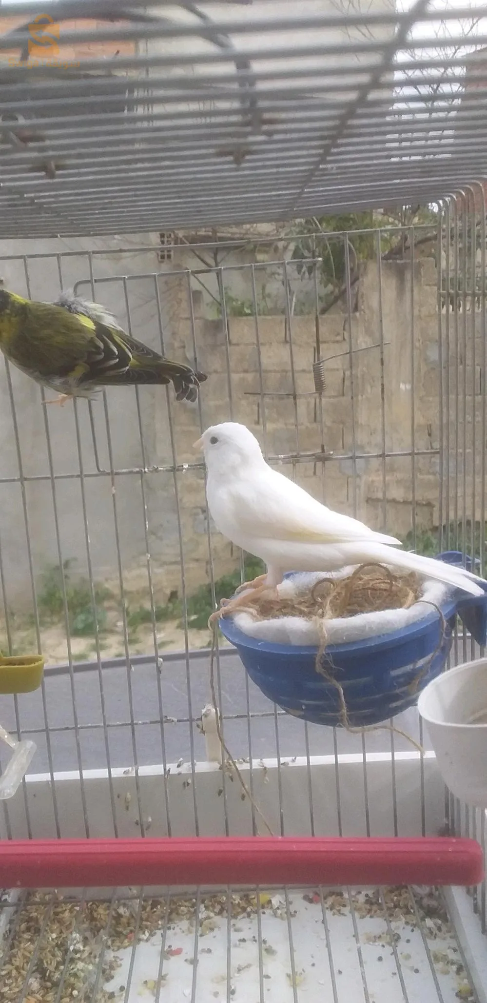 انثى