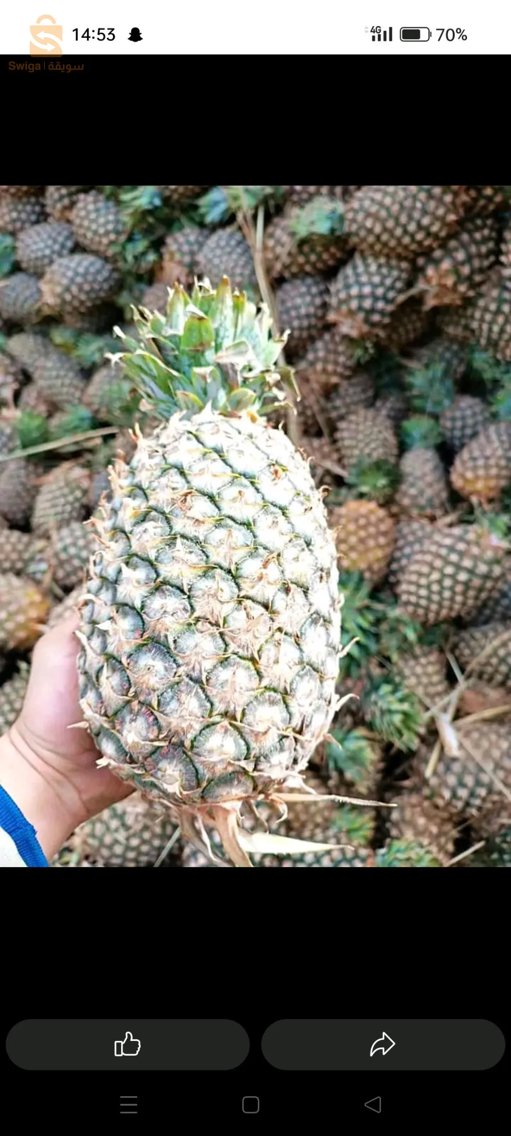 أناناس