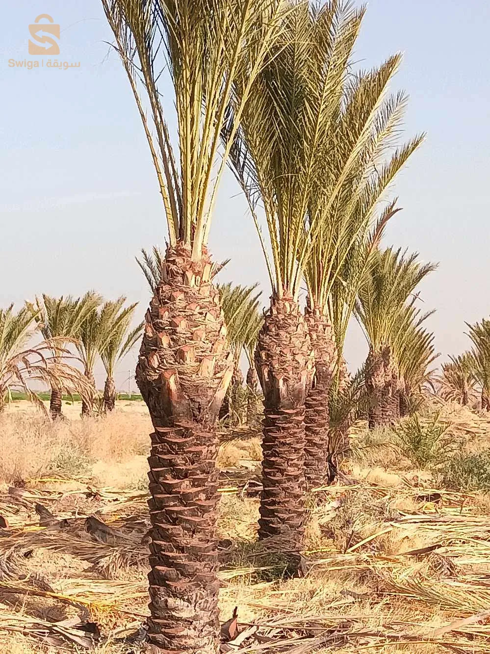 نخيل بسكرة لتزيين الطرقات والفلات والمساحات الخضراء