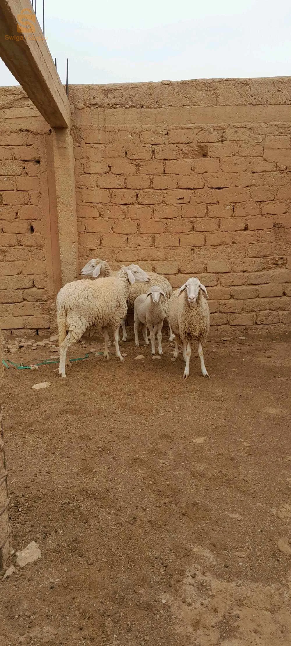 3 علوشات وحدة عندها خروف ذكر