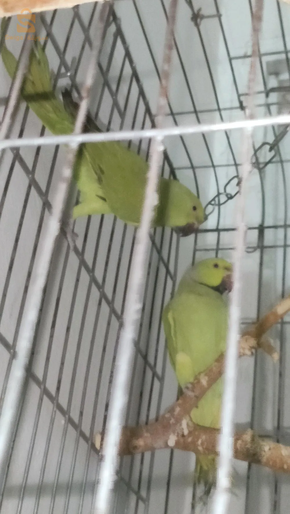 ببغاء الدرة