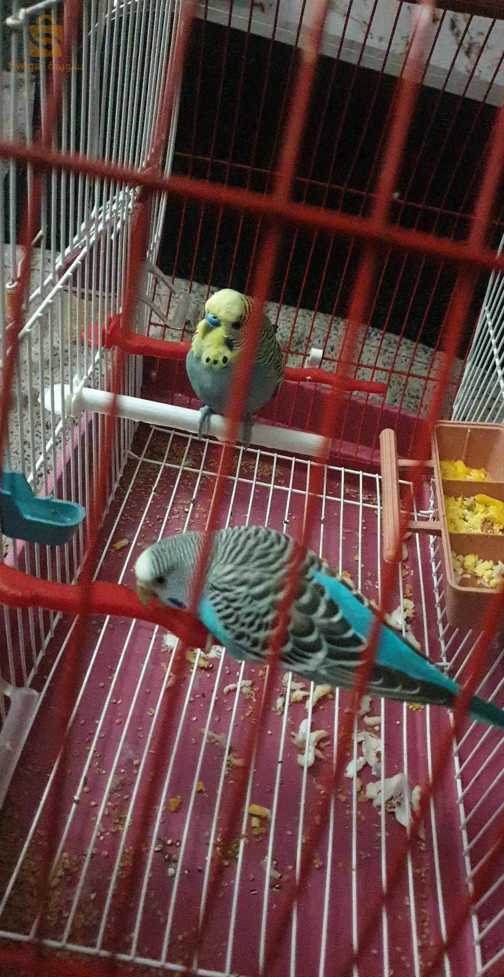 طيور البادجي للبيع 🤍