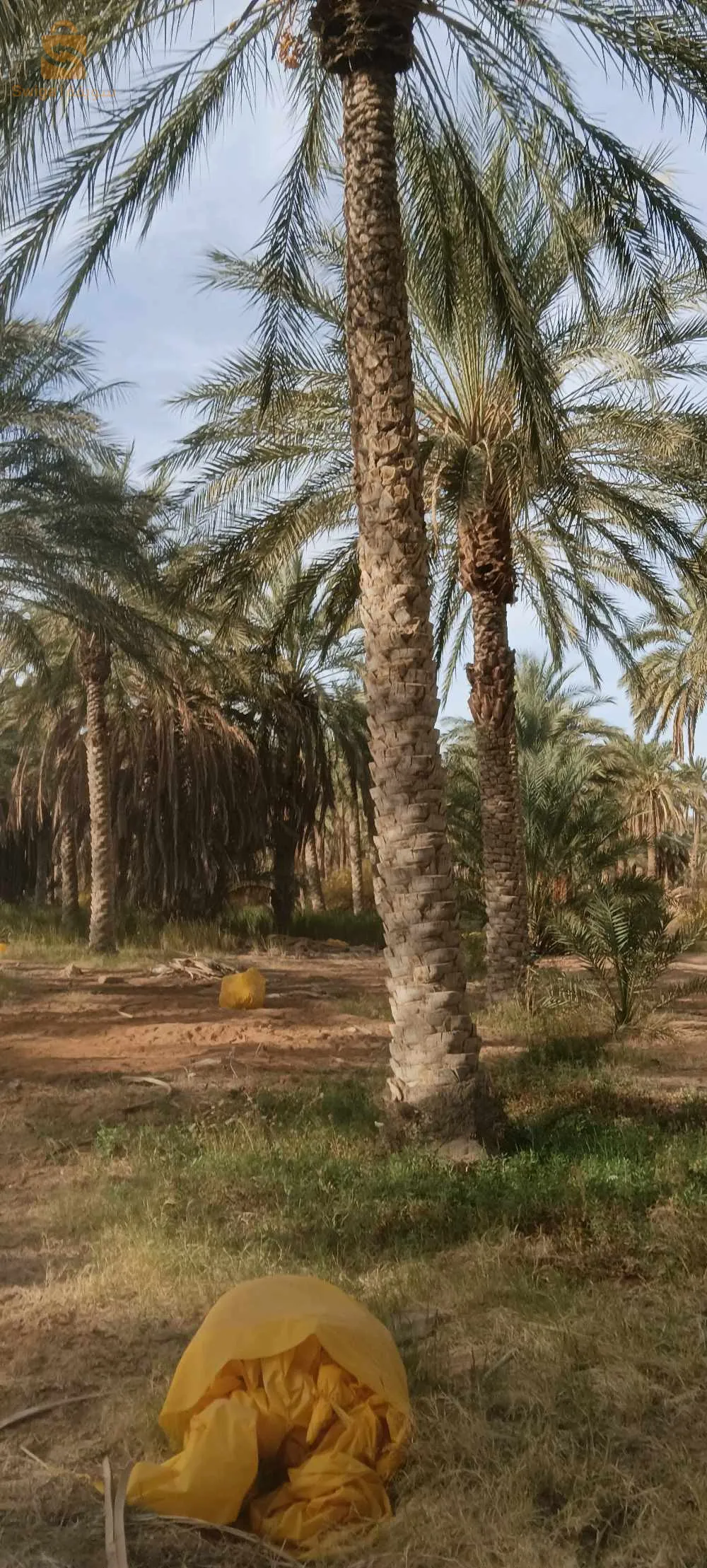 نخيل جنان نخيل مزرعة