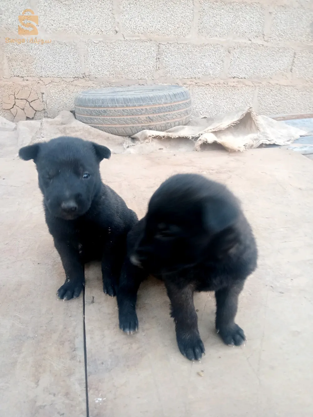 2female malinwa charboni horrin