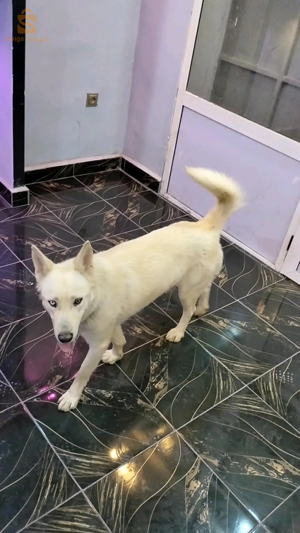 هاسكي