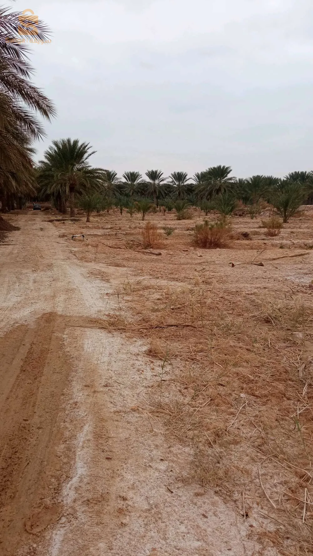 استثمار ممتاز