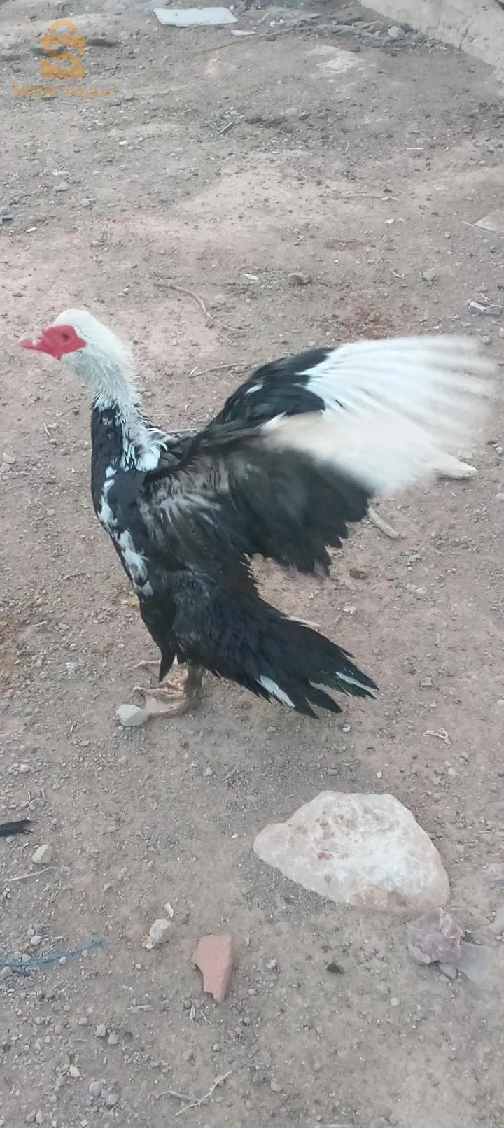 مال بطة  .بربري