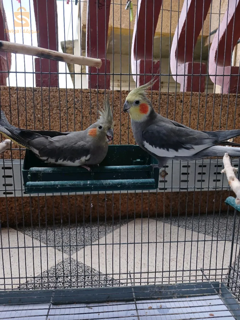هراوة