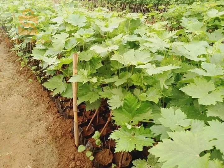 متوفر شتلات العنب مطعم 7انواع