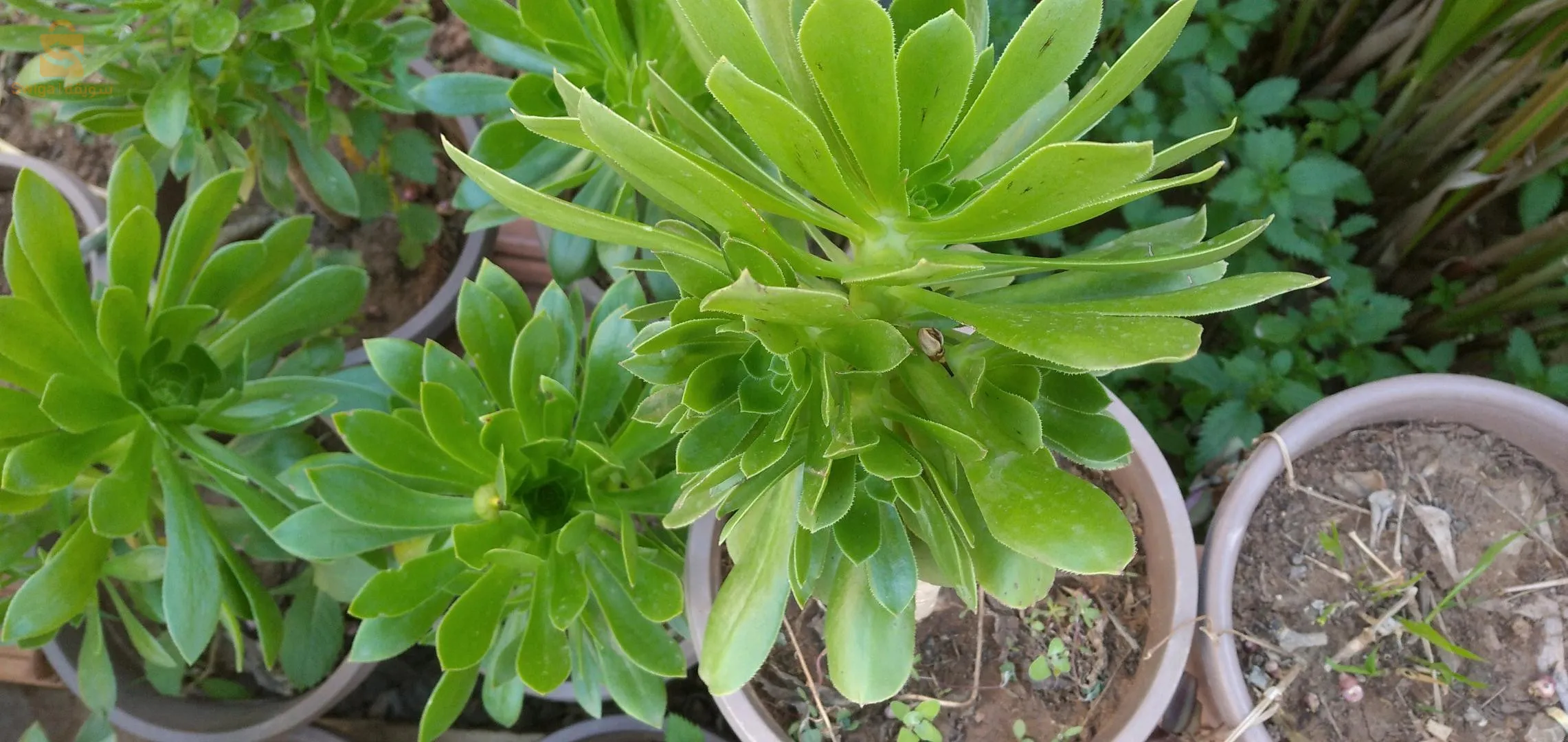 نبتات