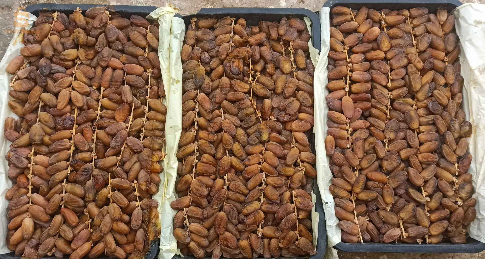 ماوسة