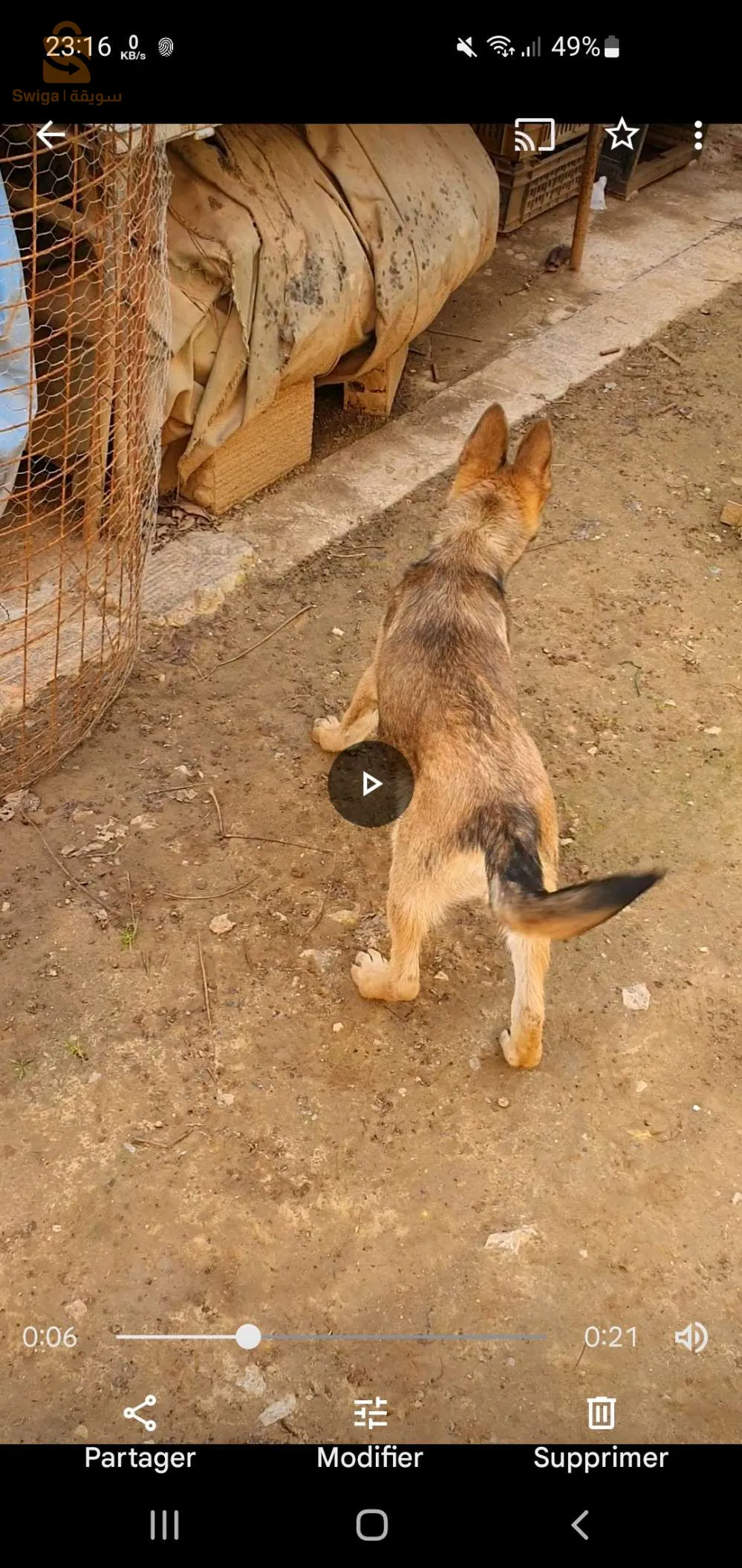 كلب حراسة ، فصيلة مالينوا