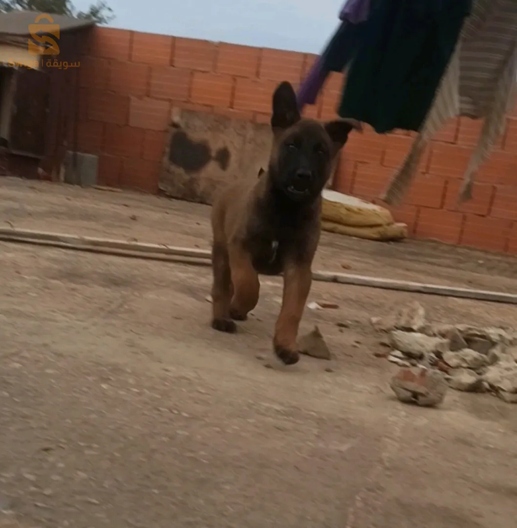 كلبة مليحة الله يبارك عندها شهرين
0655910989