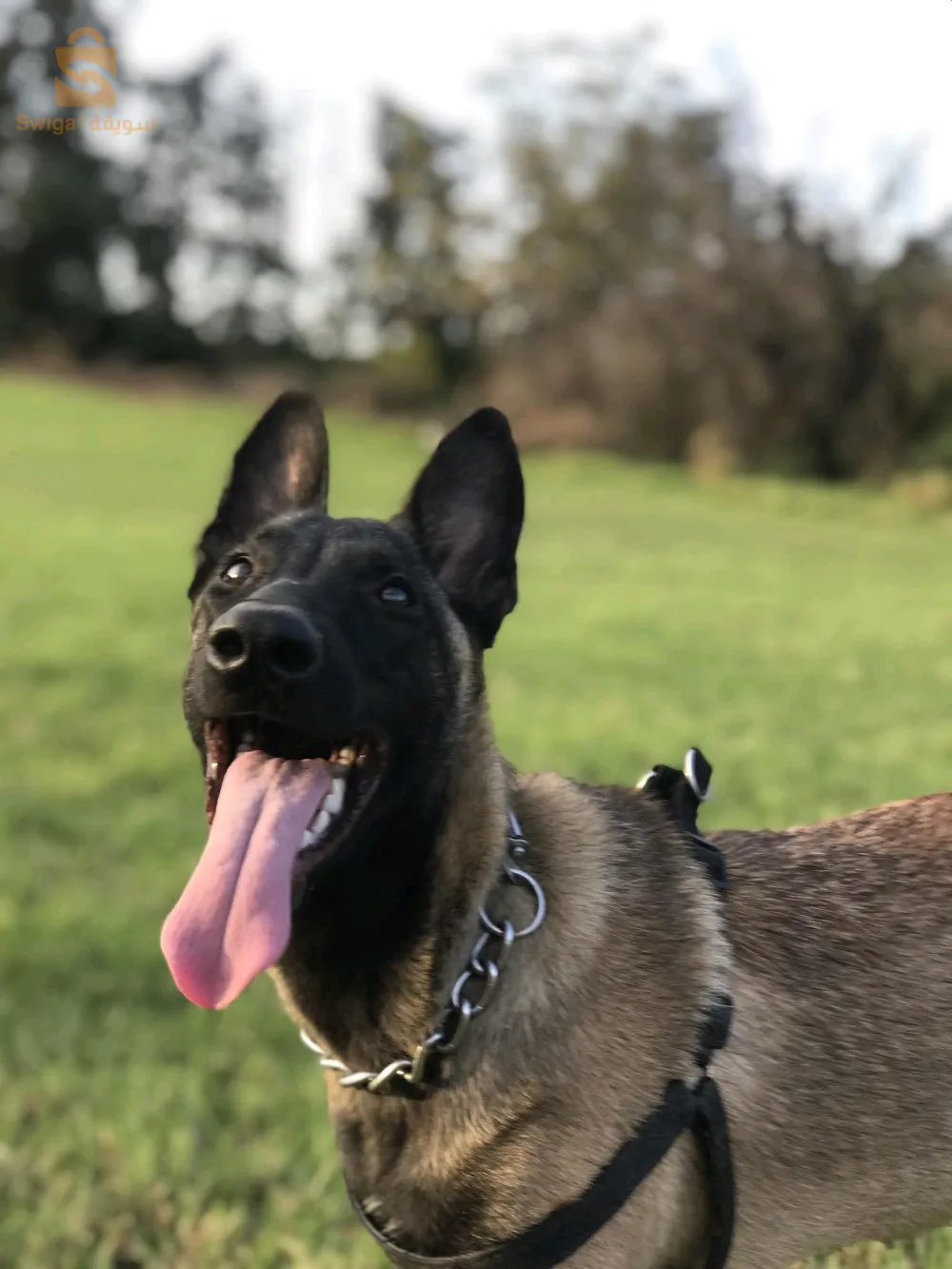 سلام عليكم خوتي متوفرة فمالة ملينوة حاجة شابة بلكارني تاعها العمر 10 أشهر