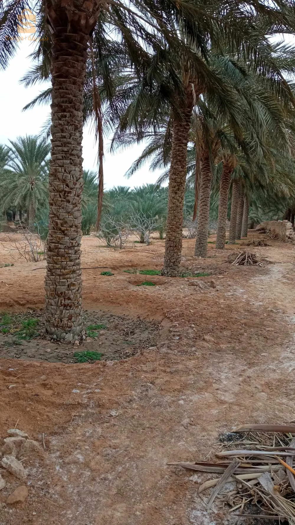 استثمار ممتاز