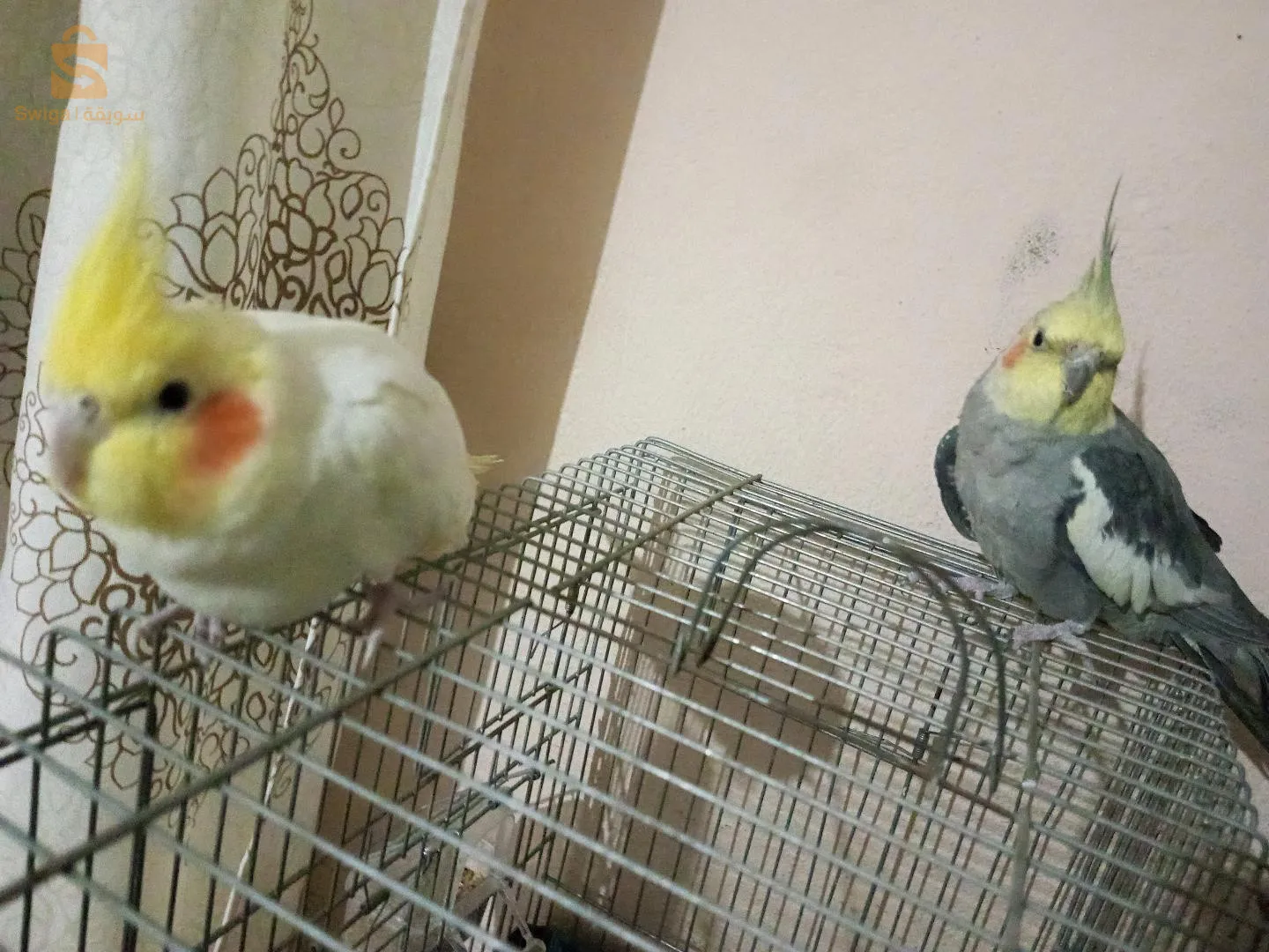 كالوبسيت للبيع