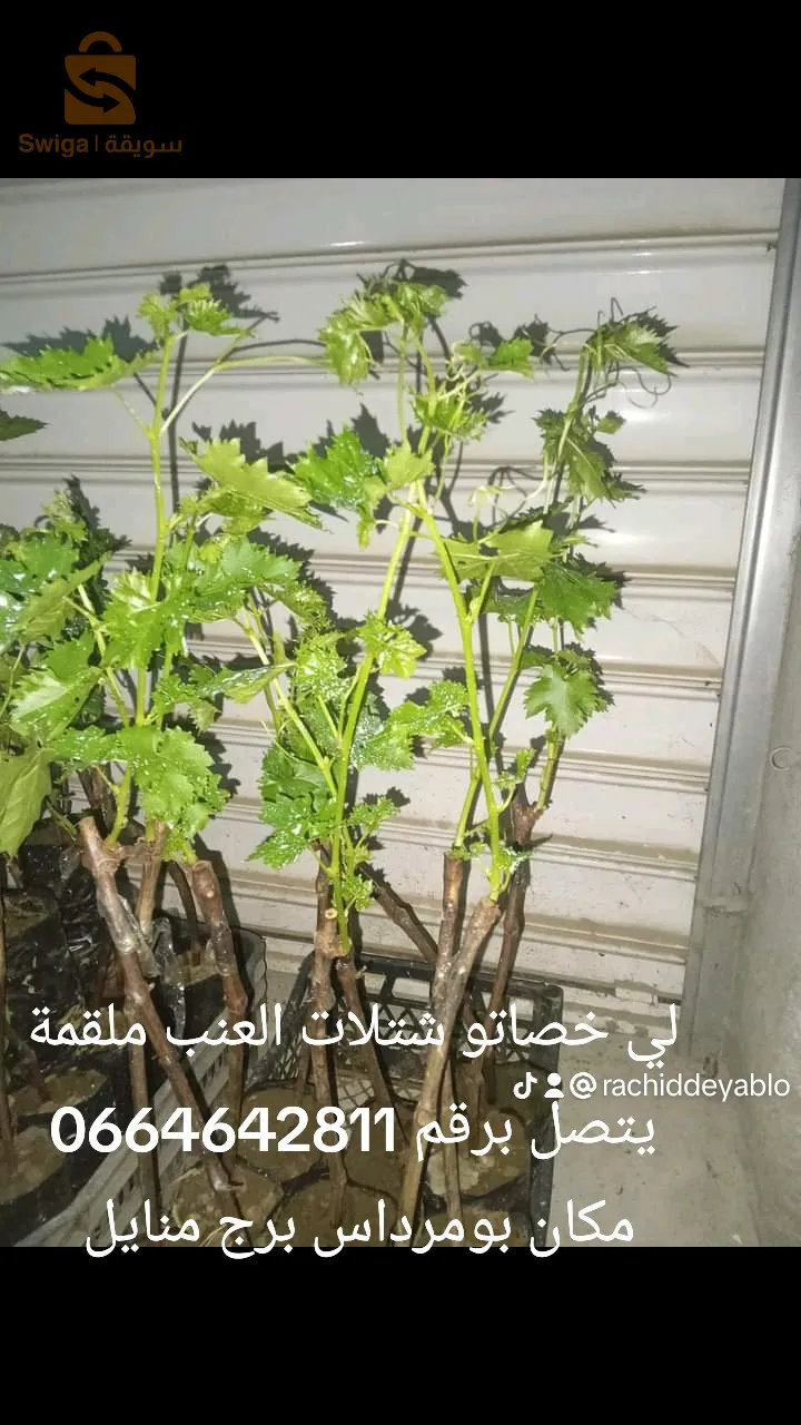 متوفر شتلات العنب مطعم 7انواع