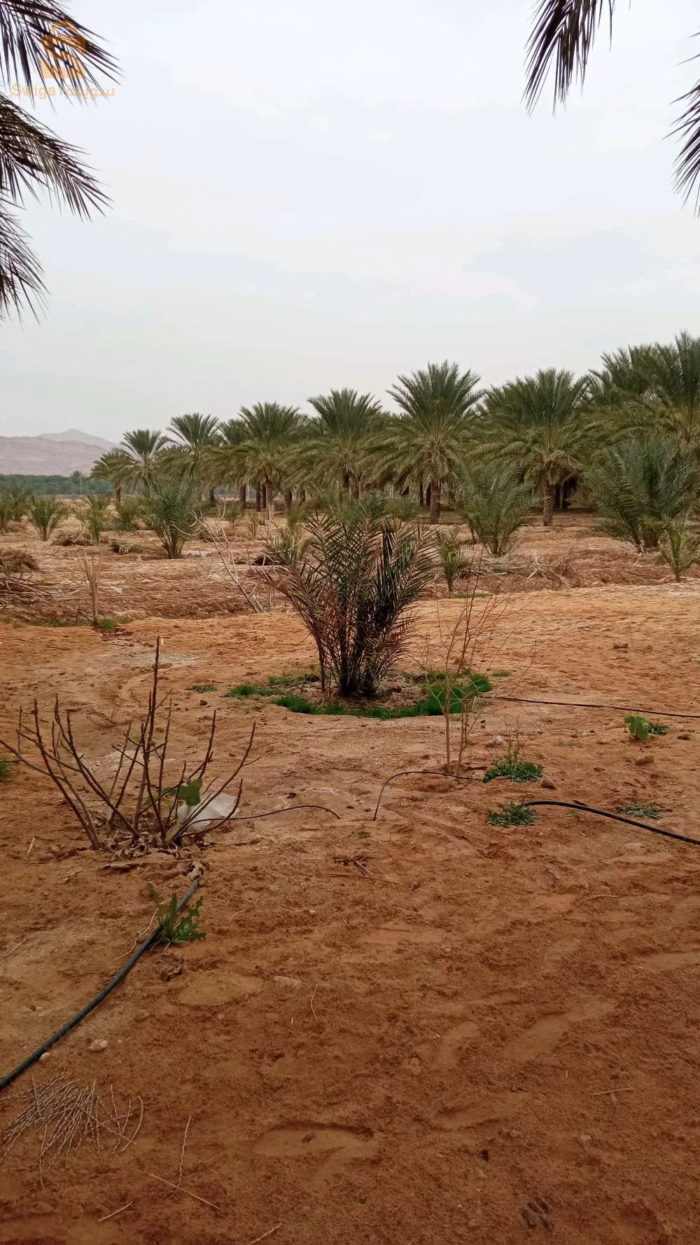 استثمار ممتاز