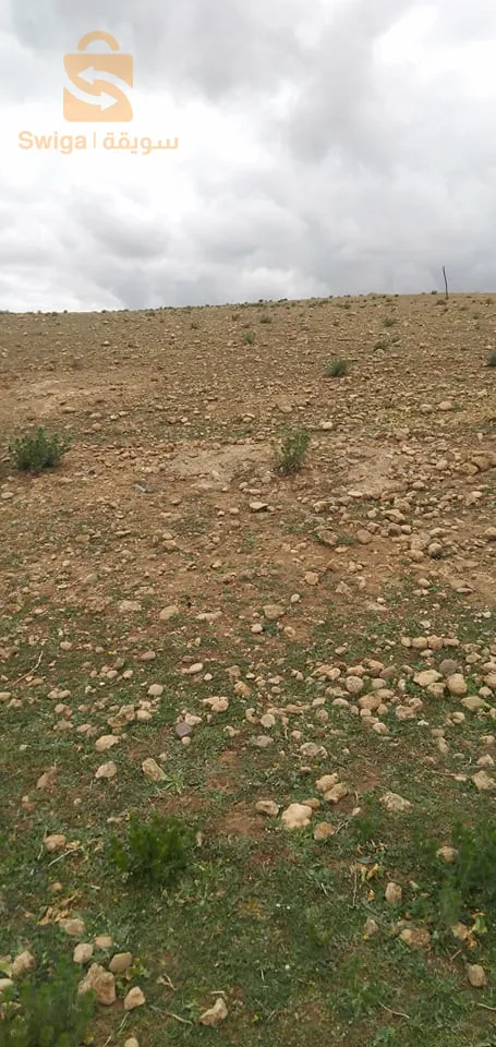 غليزان