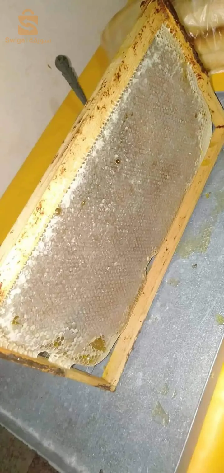 حسل حر جبلي وعسل سدرة جملة وديطاي