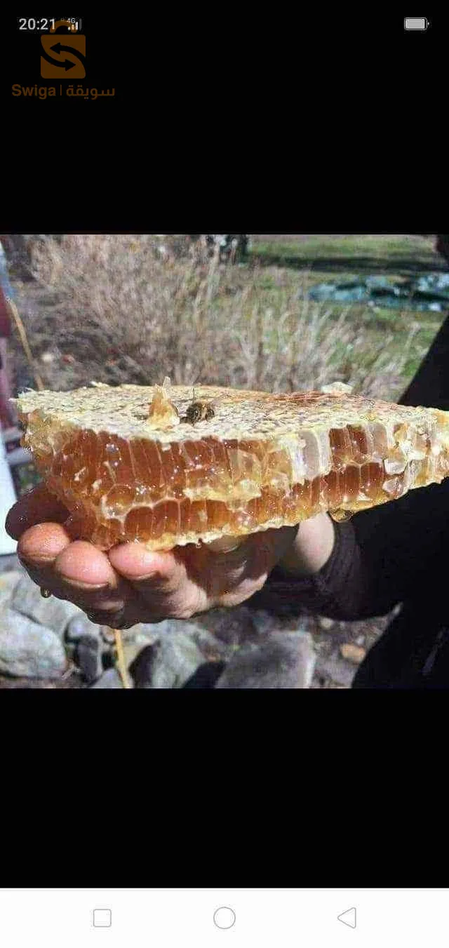 حسل حر جبلي وعسل سدرة جملة وديطاي
