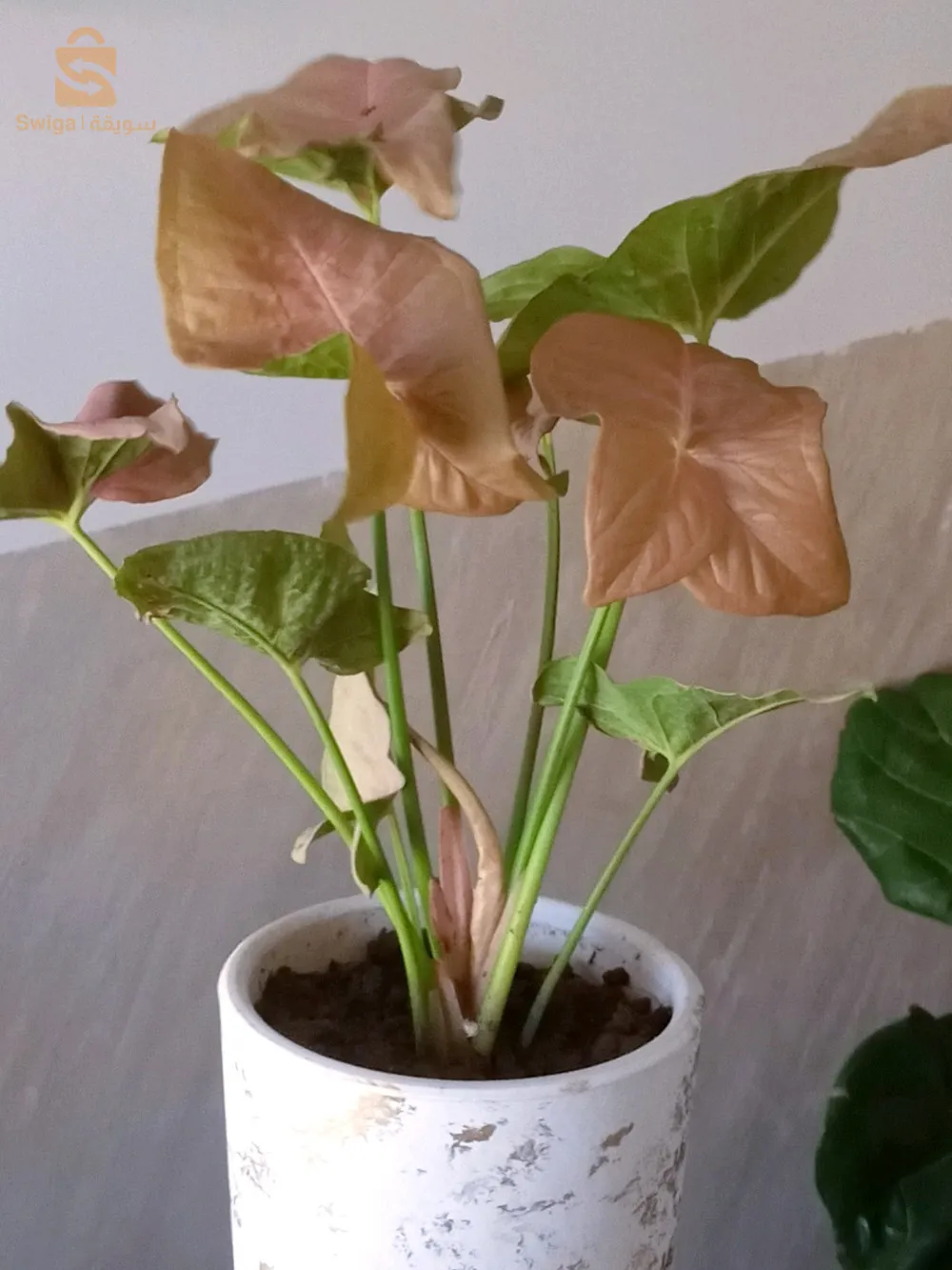 تيارت _ تيارت