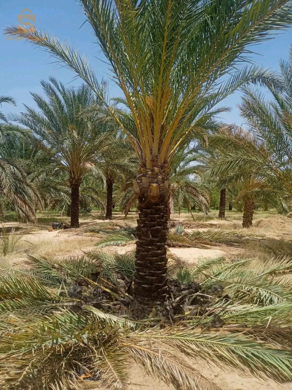 نخيل بسكرة لتزيين الطرقات والفلات والمساحات الخضراء