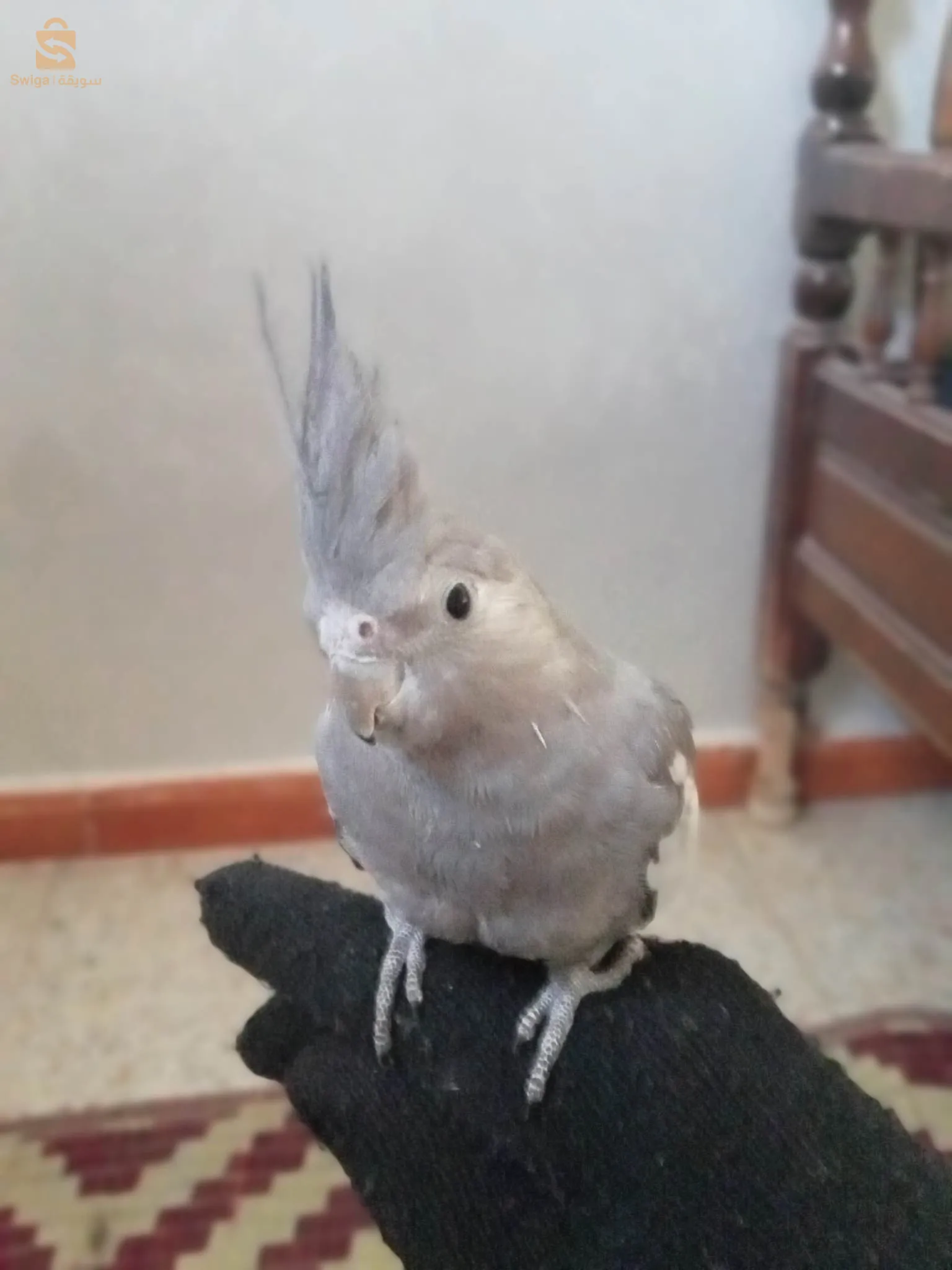 كوكتال