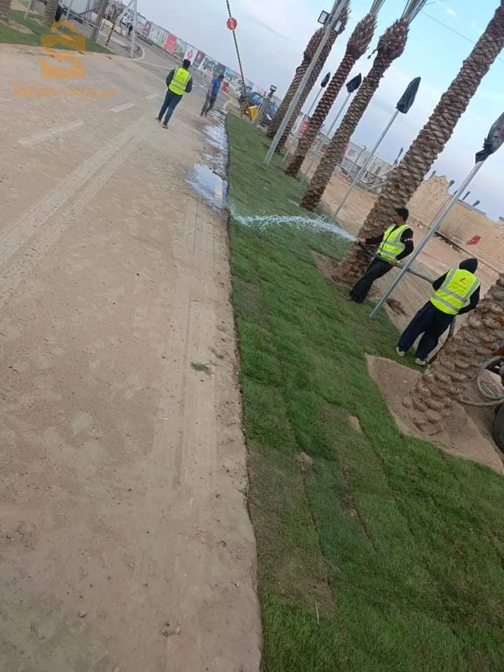 نخيل بسكرة لتزيين الطرقات والفلات والمساحات الخضراء