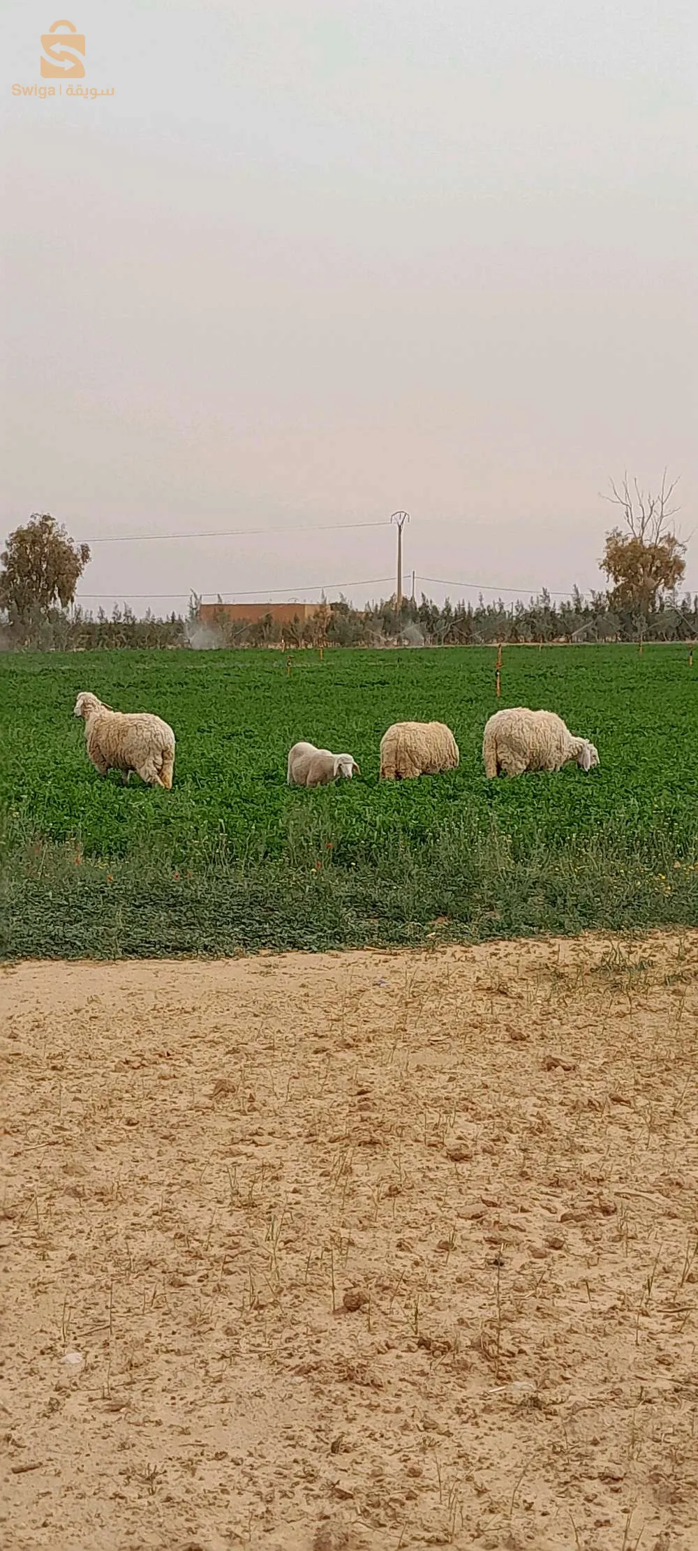 3 علوشات وحدة عندها خروف ذكر