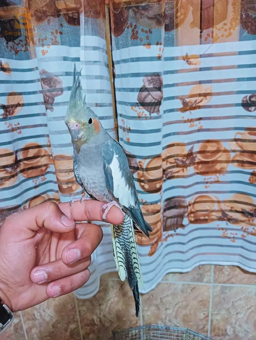 سطيف العرارسة