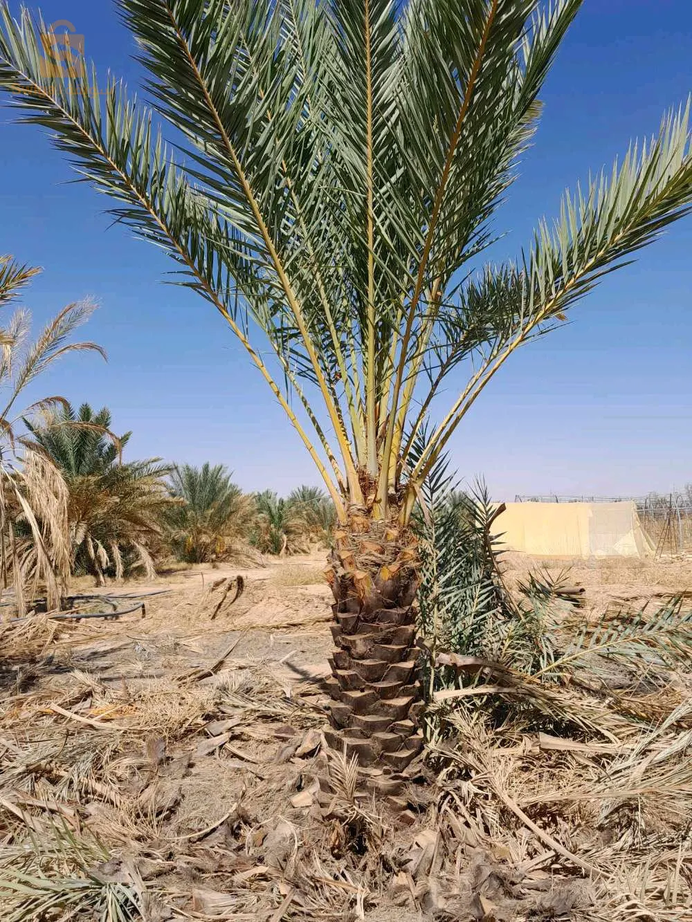 نخيل بسكرة لتزيين الطرقات والفلات والمساحات الخضراء