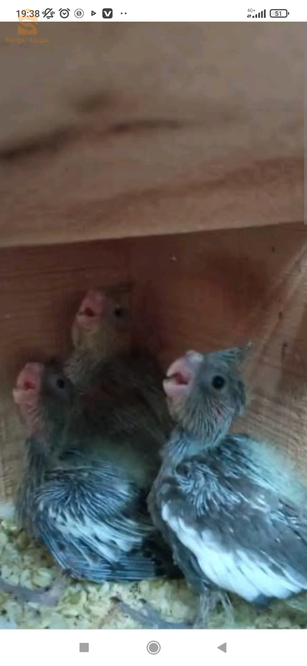 كالوبسيت ذكر و اناث قابل للترويض