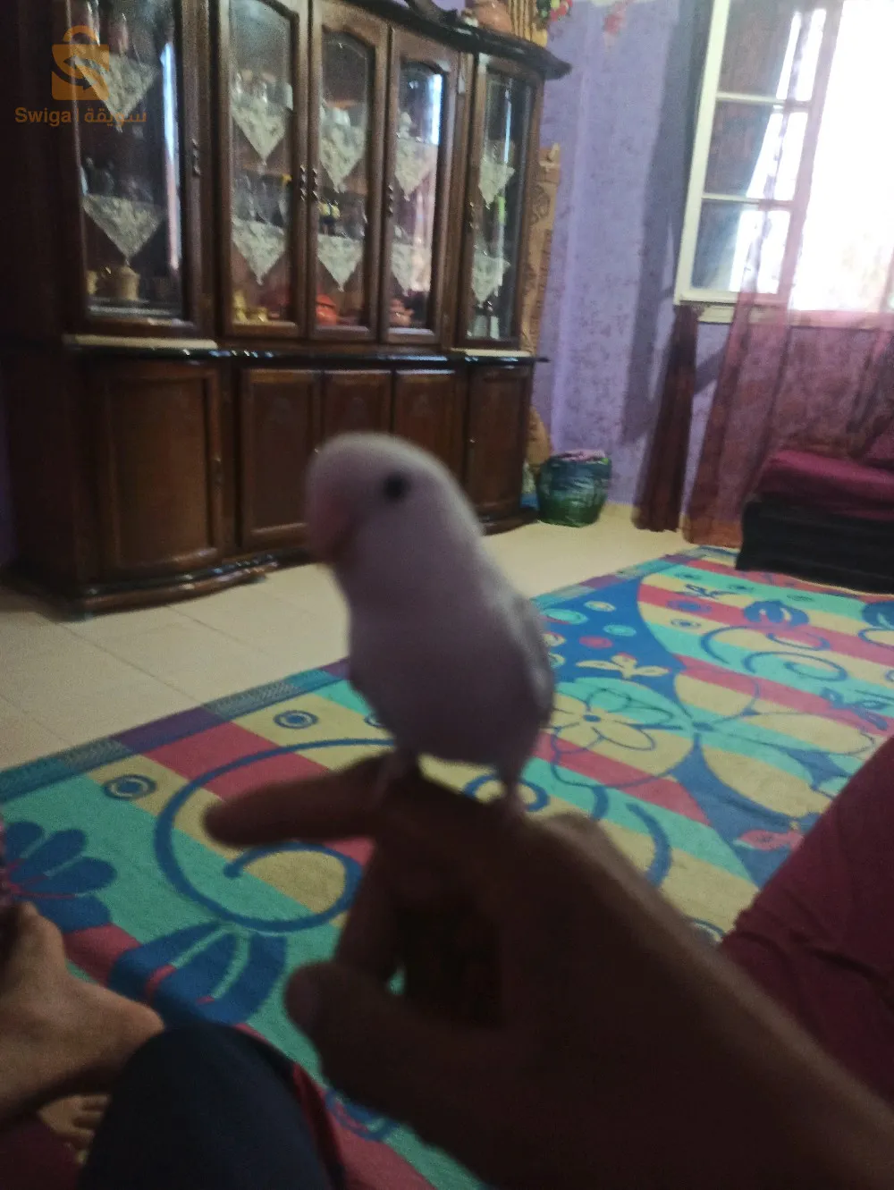 روز .اوبلاين باليد