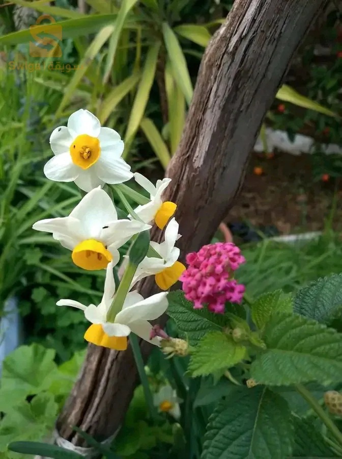 ورود طبيعية