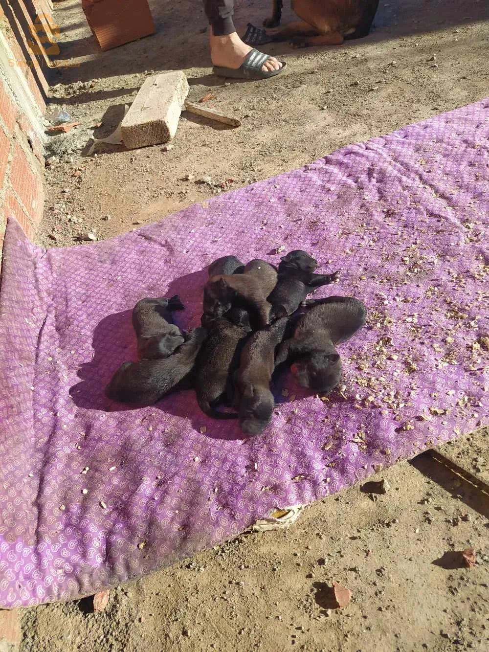 السلام عليكم كاين ملنوا جراوا 3 مال ماسك نوار حرين كما في الصور