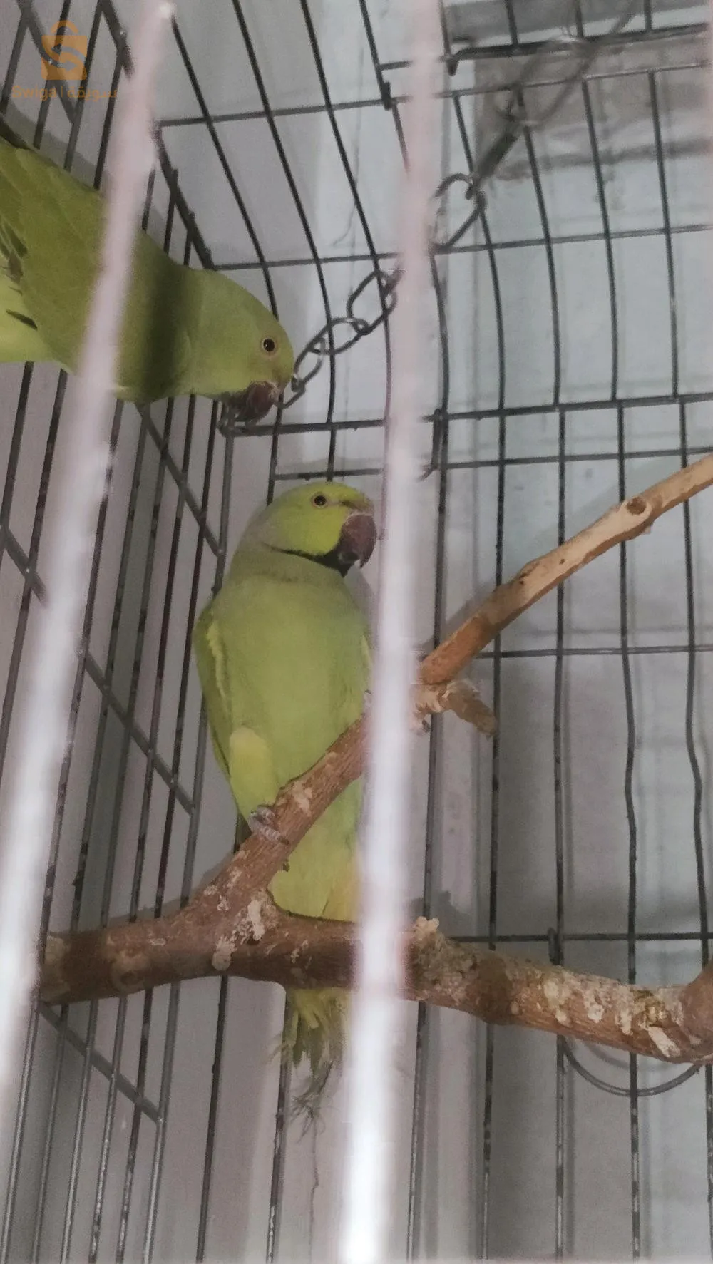 ببغاء الدرة