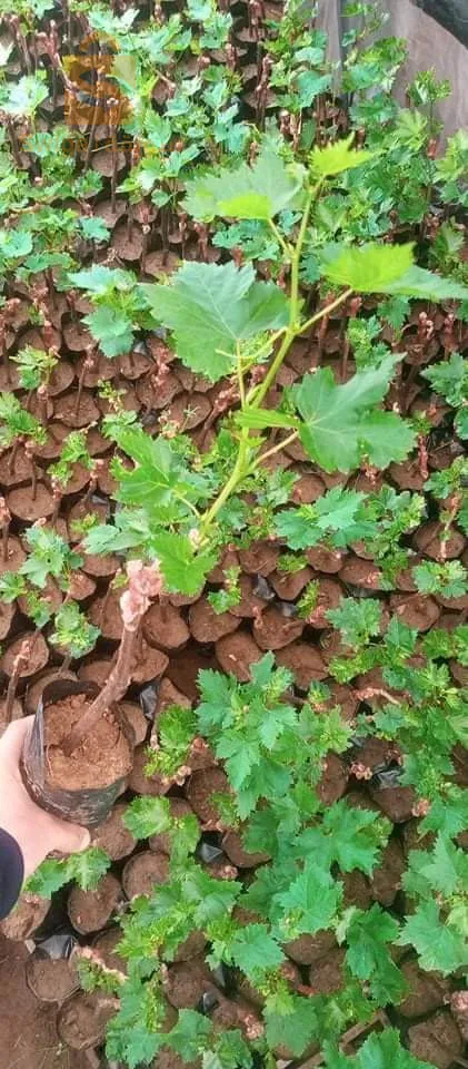 متوفر شتلات العنب مطعم 7انواع