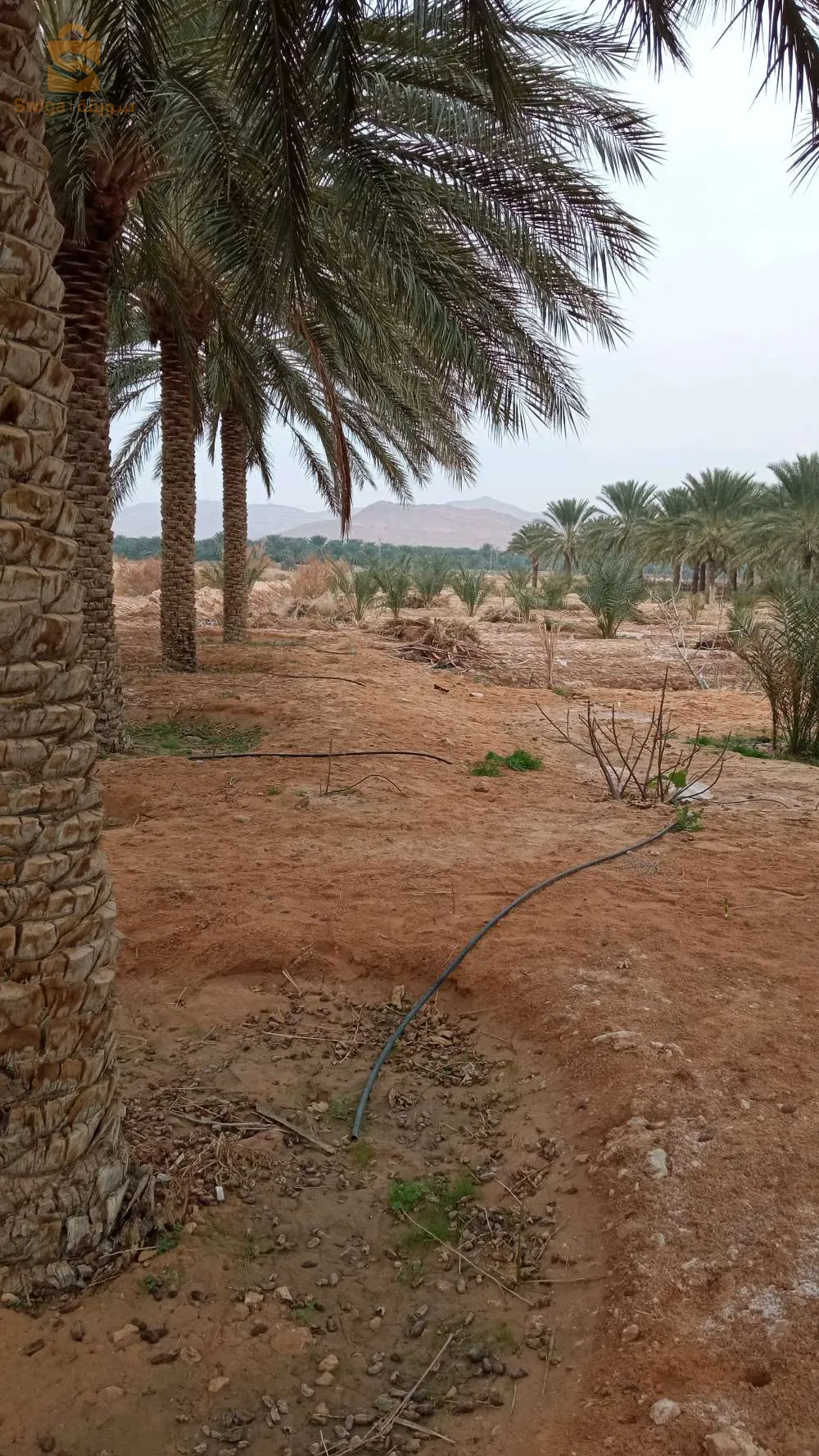 استثمار ممتاز