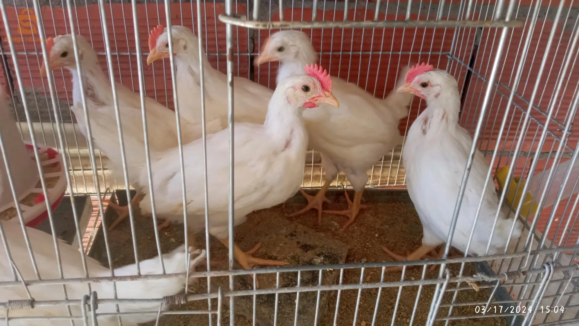 ولاية الاغواط والتوصيل متوفر