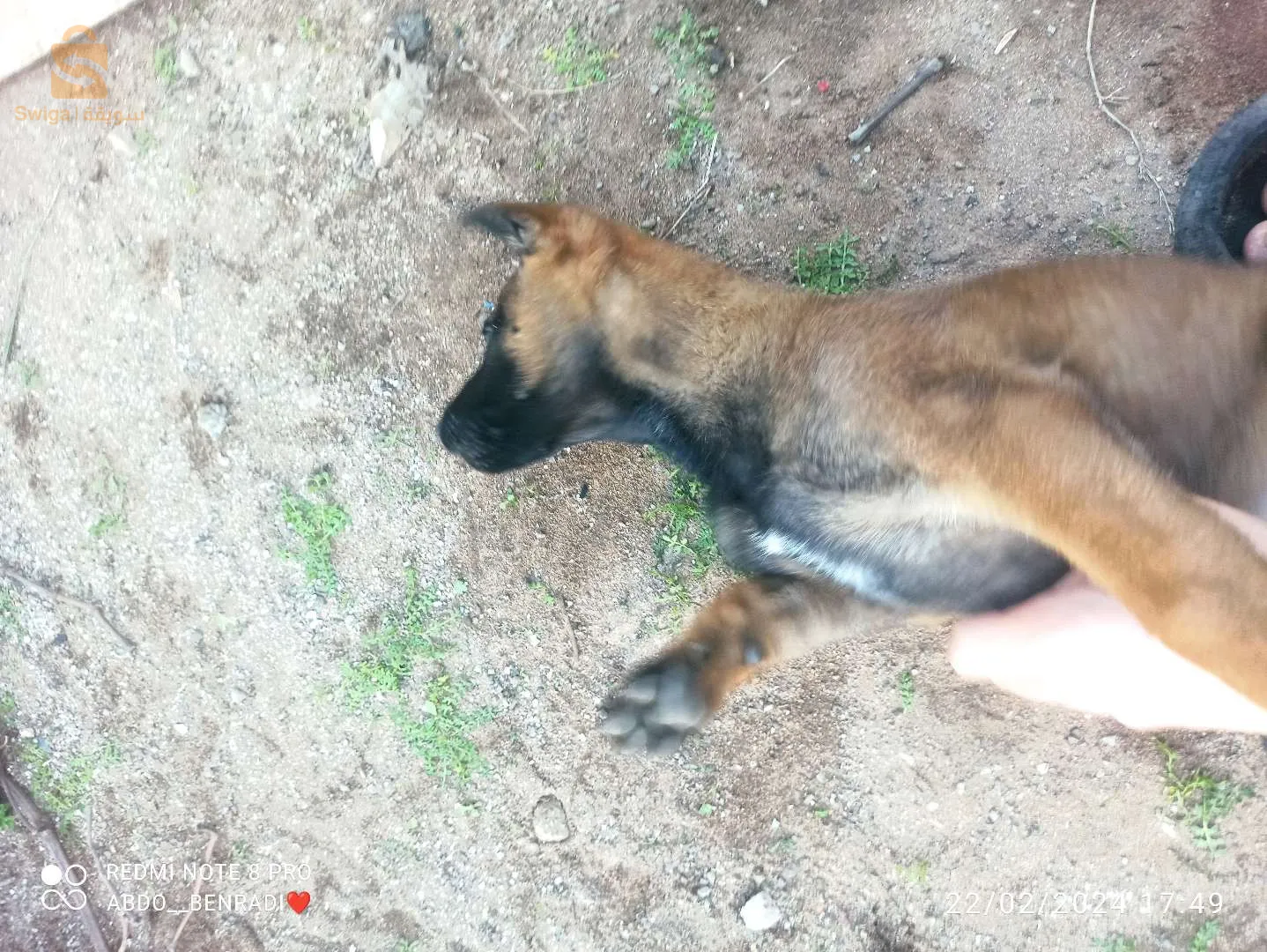 كلبة مليحة الله يبارك عندها شهرين
0655910989