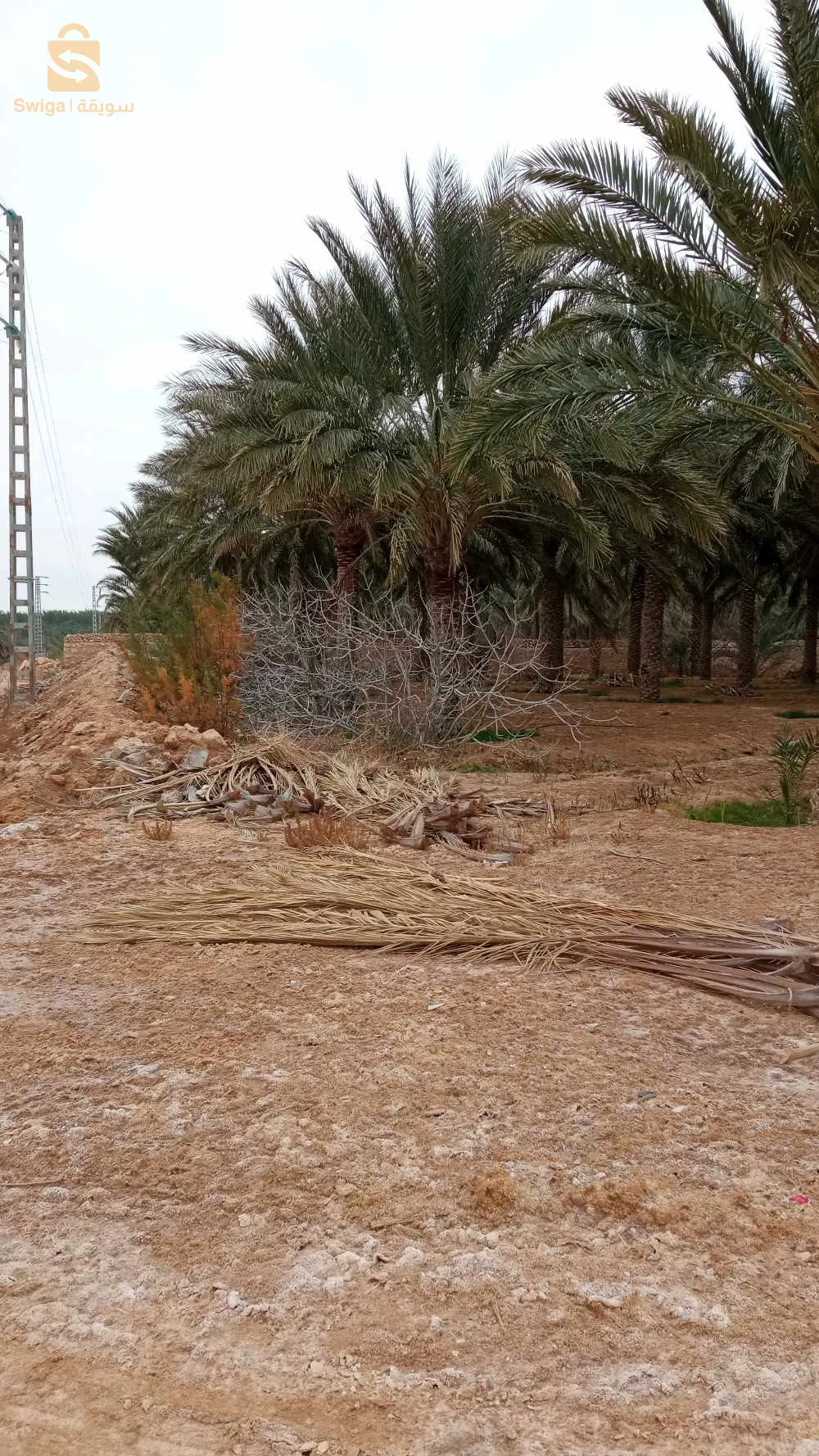 استثمار ممتاز
