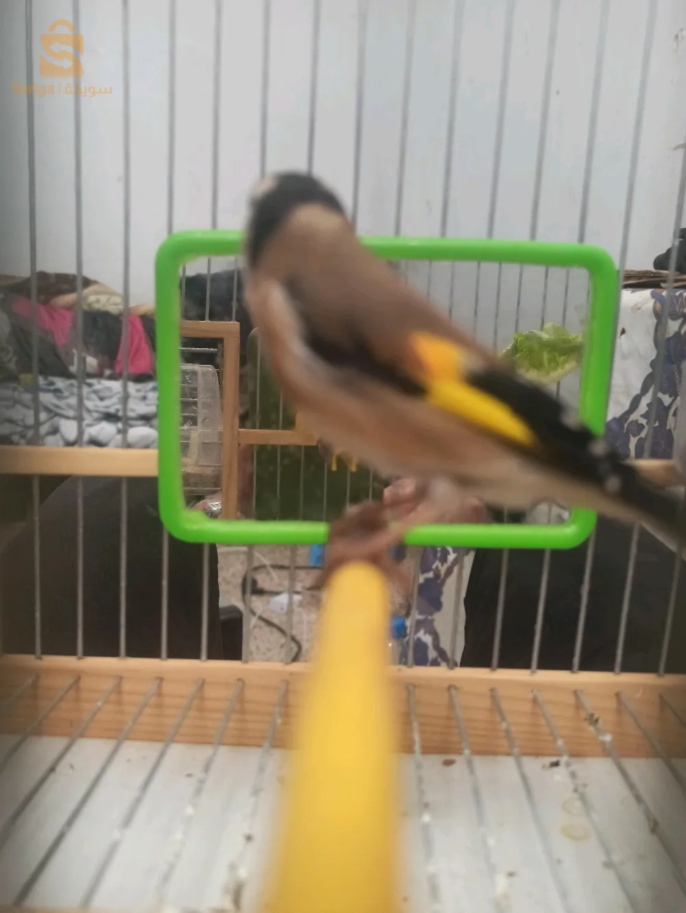 مقنين ولد الكاجة مش. مباقي 22