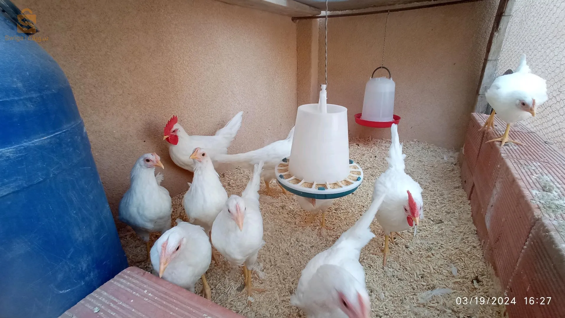 ولاية الاغواط والتوصيل متوفر