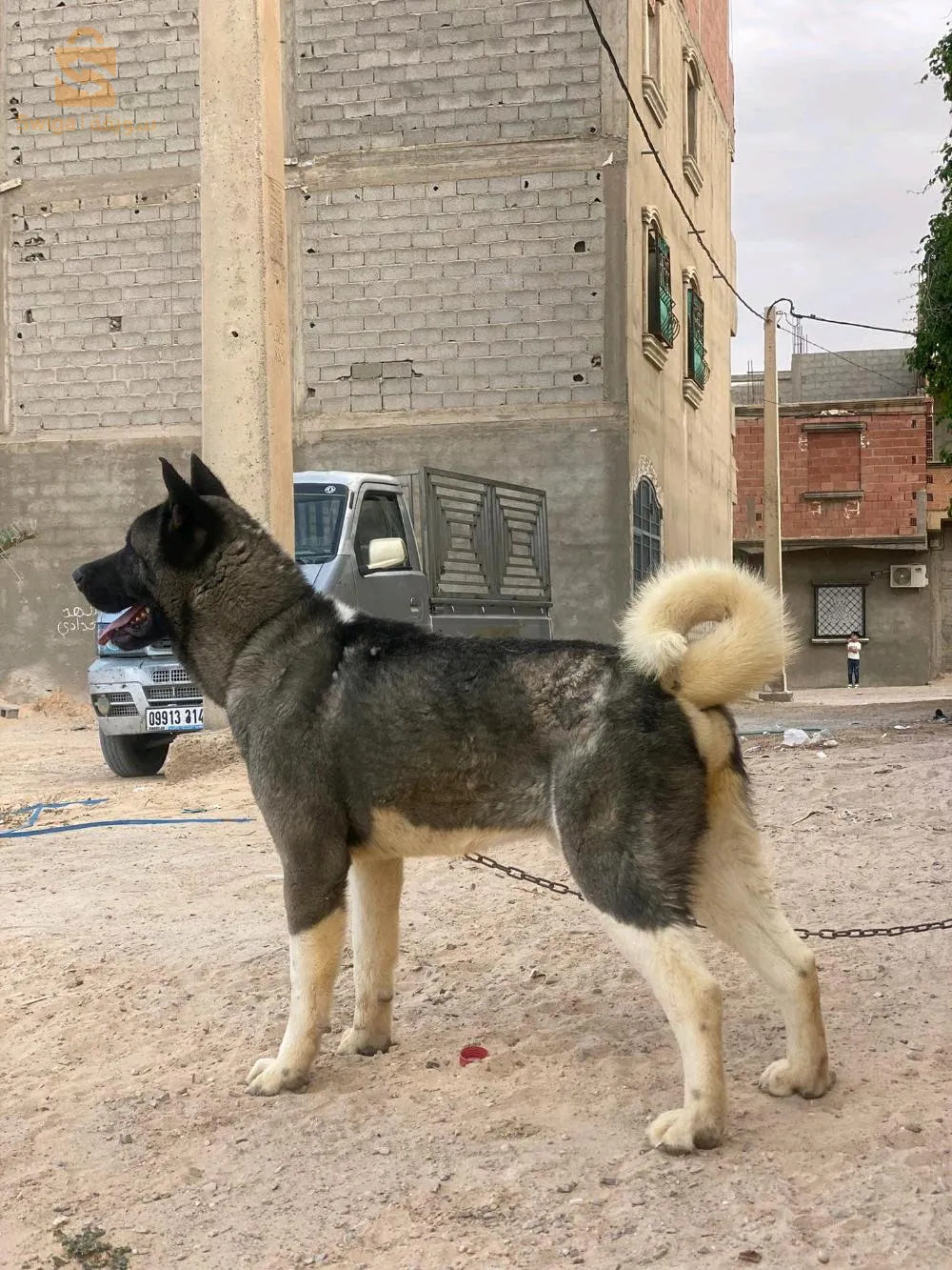 كوبل اكيتا والدين ومصلحين الفمالة راهي معمرة