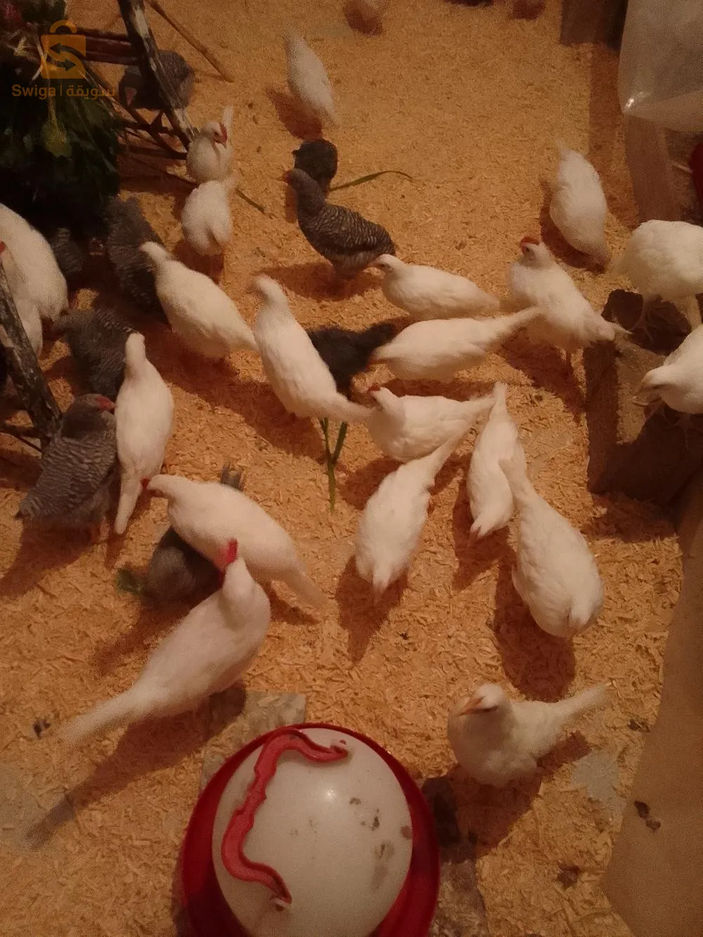 دجاجة لجهرون ايطالي معها 5 ديوكة العمر 73 يوم30